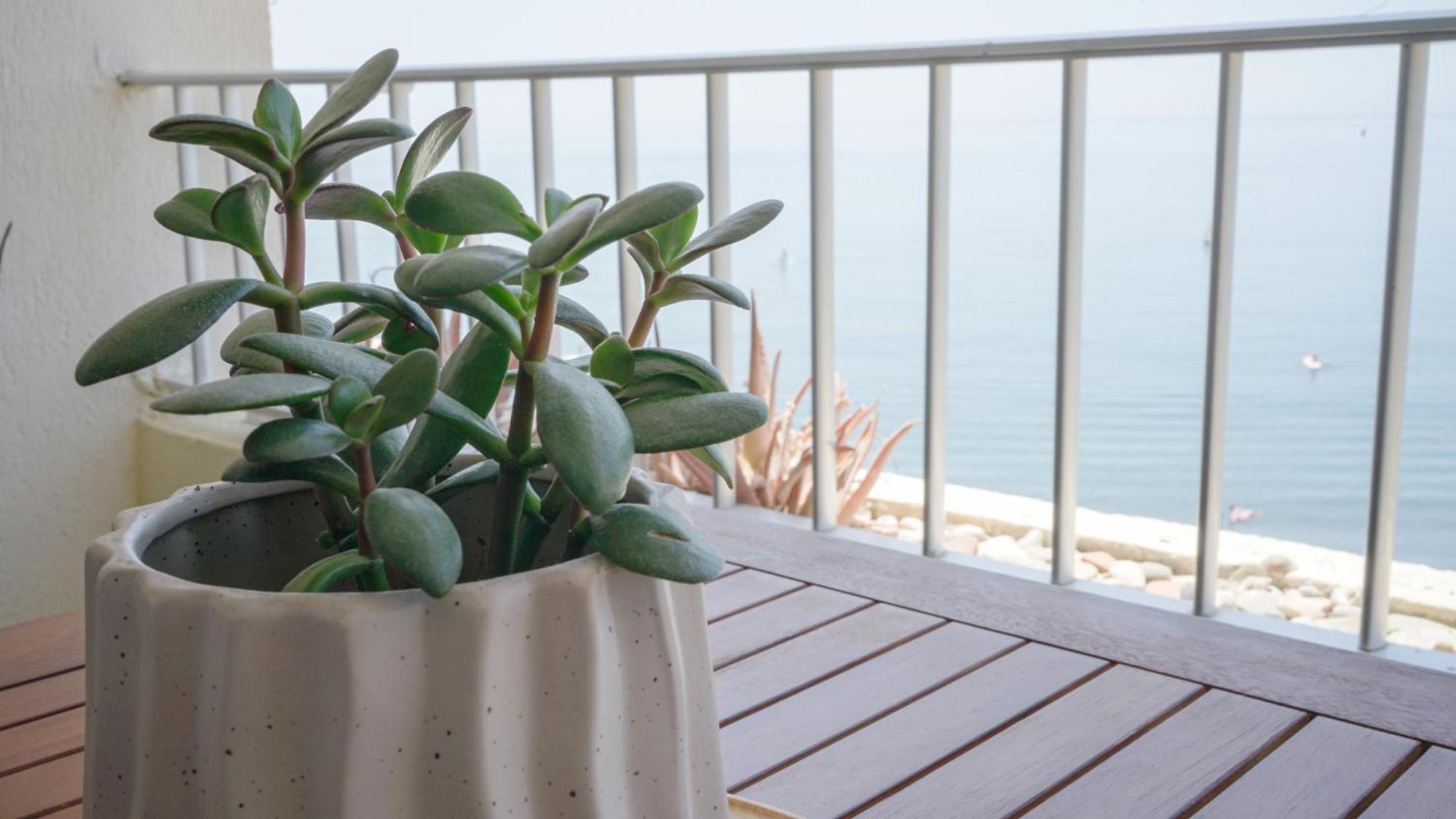 Apartamento Brisa Del Mar Almuñécar Exteriör bild